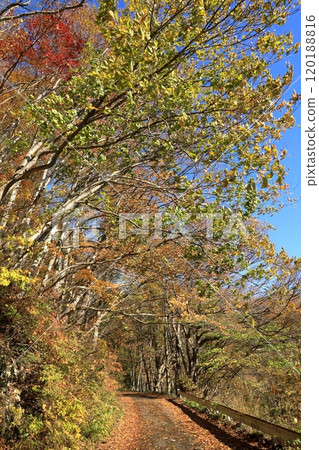 深秋的一之倉澤健行路線上的紅葉(從山岳博物館到町澤) 深秋的一之倉澤健行路線上的紅葉(從山岳博物館到町澤) 120188816