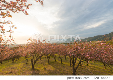 Peony cherry blossoms on Ogiyama (Beppu City, Oita Prefecture) 120188868