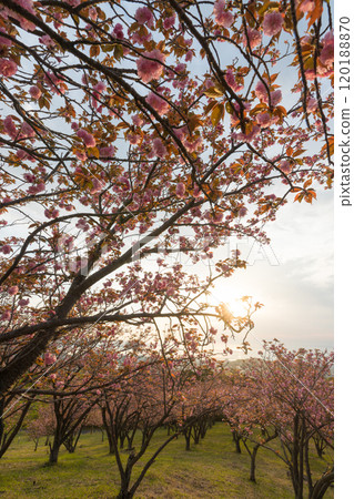 Peony cherry blossoms on Ogiyama (Beppu City, Oita Prefecture) 120188870