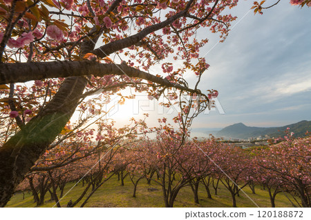 Peony cherry blossoms on Ogiyama (Beppu City, Oita Prefecture) 120188872