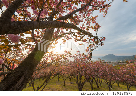 Peony cherry blossoms on Ogiyama (Beppu City, Oita Prefecture) 120188873