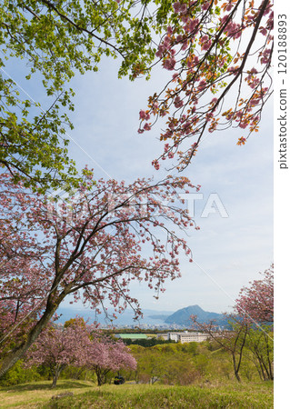 Peony cherry blossoms on Ogiyama (Beppu City, Oita Prefecture) 120188893