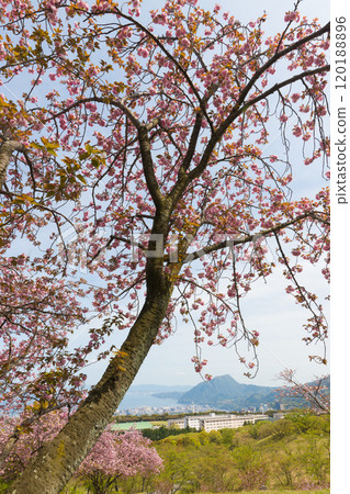 Peony cherry blossoms on Ogiyama (Beppu City, Oita Prefecture) 120188896