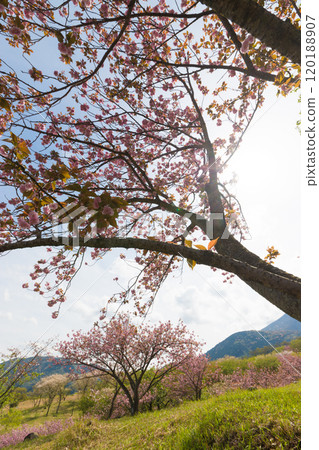 Peony cherry blossoms on Ogiyama (Beppu City, Oita Prefecture) 120188907
