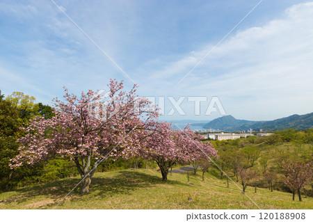 Peony cherry blossoms on Ogiyama (Beppu City, Oita Prefecture) 120188908