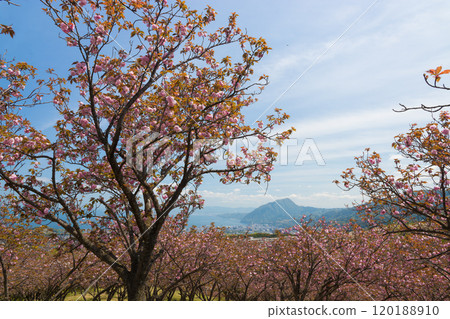 Peony cherry blossoms on Ogiyama (Beppu City, Oita Prefecture) 120188910