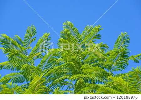 Jacaranda leaves 120188976
