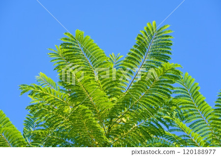 Jacaranda leaves 120188977
