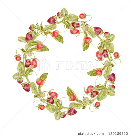 Cute ripe wild strawberries brach wreath on white. Watercolor illustration in kids style for textile, decoration dishes, labels for juice, jam, children parties, birthday. Cute ripe wild strawberries brach wreath on white. Watercolor illustration in kids style for textile, decoration dishes, labels for juice, jam, children parties, birthday. 120189220