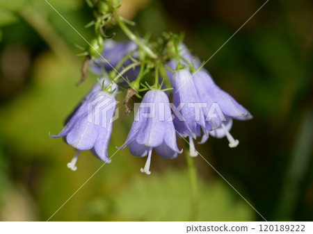 Adenophortriphylla Adenophortriphylla 120189222