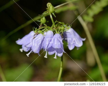 Adenophortriphylla Adenophortriphylla 120189223