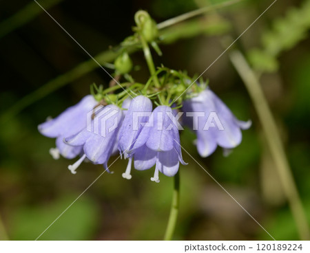 Adenophortriphylla 120189224