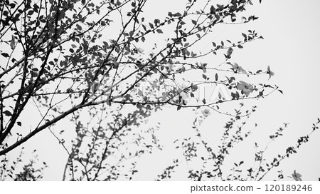 Monochrome tree branches Monochrome tree branches 120189246