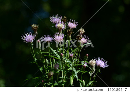 Tamurasou Tamurasou 120189247