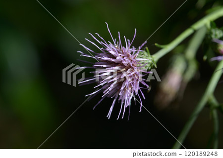 Tamurasou Tamurasou 120189248