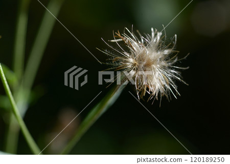 Tamurasou seeds Tamurasou seeds 120189250