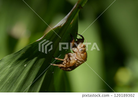 Cicada shell 120189302