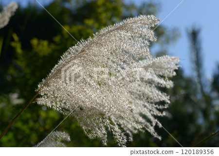 Scenery of Susuki 120189356