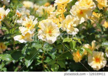 玫瑰花金蓮寶 玫瑰花金蓮寶 120189411