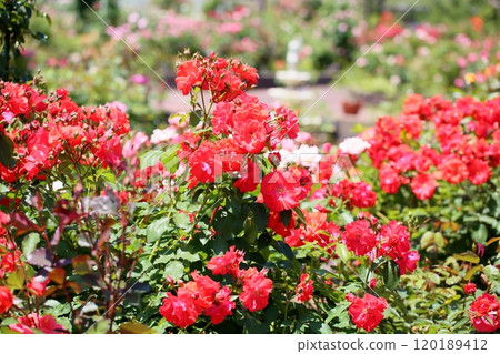 Rose flower 120189412
