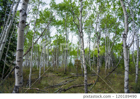 White Birch Forest in summer. Old fort point trail. Jasper National Park, Alberta, Canada. Canadian Rockies. 120189490