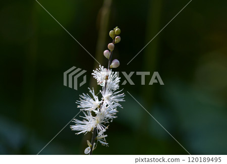 Inu Shōma Inu Shōma 120189495