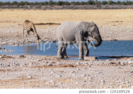 African Elephant drinking at a waterhole African Elephant drinking at a waterhole 120189526