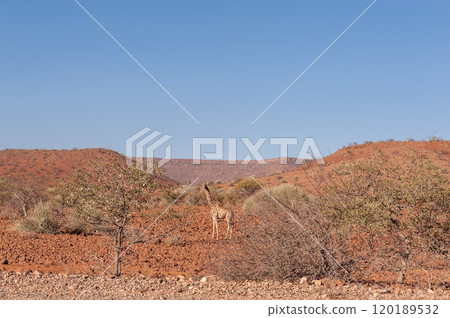 Giraffe in the red desert of Namibia 120189532