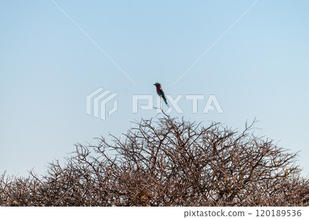 Lilac Breasted Roller sitting on a tree 120189536