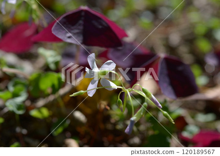 Oxalis·Trian Gulis Oxalis·Trian Gulis 120189567