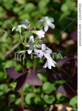 Oxalis·Trian Gulis 120189568