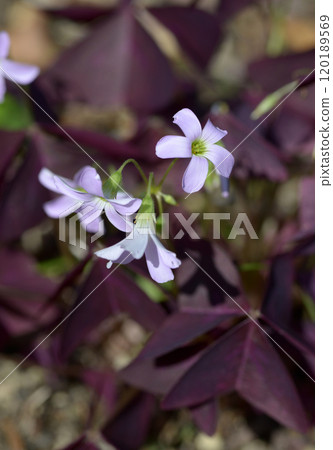 Oxalis·Trian Gulis Oxalis·Trian Gulis 120189569