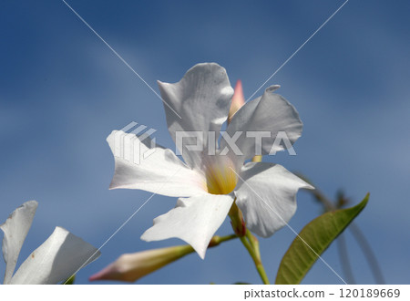 Mandevila Mandevila 120189669