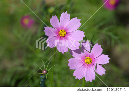 Pink Cosmos 120189741
