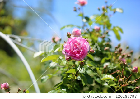 Rose flower jasmina 120189798