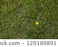 A single yellow flower blooming on the grass 120189891