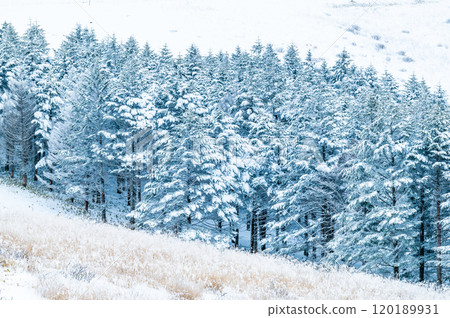 Snow scene Snow scene 120189931