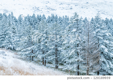 Snow scene 120189939