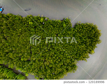 Amazing abundant mangrove forest, Aerial view of forest trees Rainforest ecosystem and healthy environment background, Texture of green trees forest top down, High angle view 120189996