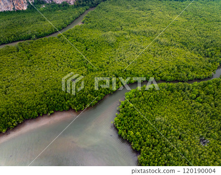 Amazing abundant mangrove forest, Aerial view of forest trees Rainforest ecosystem and healthy environment background, Texture of green trees forest top down, High angle view Amazing abundant mangrove forest, Aerial view of forest trees Rainforest ecosystem and healthy environment background, Texture of green trees forest top down, High angle view 120190004