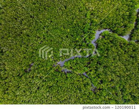 Amazing abundant mangrove forest, Aerial view of forest trees Rainforest ecosystem and healthy environment background, Texture of green trees forest top down, High angle view 120190011
