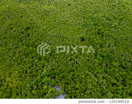 Amazing abundant mangrove forest, Aerial view of forest trees Rainforest ecosystem and healthy environment background, Texture of green trees forest top down, High angle view Amazing abundant mangrove forest, Aerial view of forest trees Rainforest ecosystem and healthy environment background, Texture of green trees forest top down, High angle view 120190019