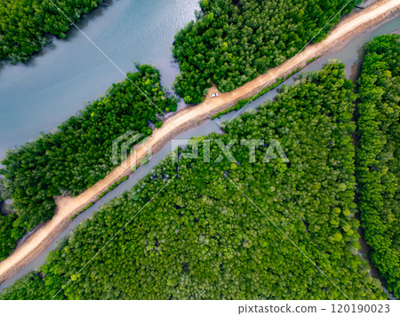 Amazing abundant mangrove forest, Aerial view of forest trees Rainforest ecosystem and healthy environment background, Texture of green trees forest top down, High angle view 120190023