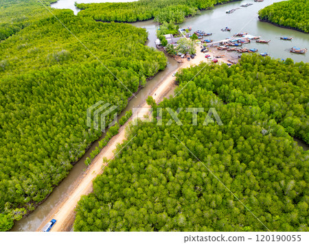Amazing abundant mangrove forest, Aerial view of forest trees Rainforest ecosystem and healthy environment background, Texture of green trees forest top down, High angle view 120190055