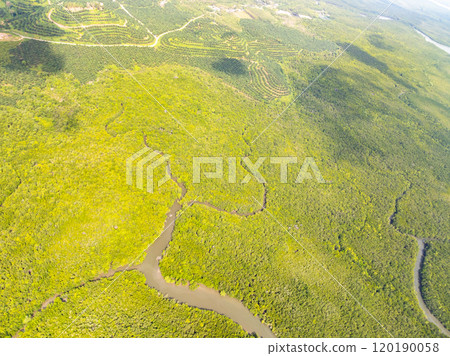 Amazing abundant mangrove forest, Aerial view of forest trees Rainforest ecosystem and healthy environment background, Texture of green trees forest top down, High angle view Amazing abundant mangrove forest, Aerial view of forest trees Rainforest ecosystem and healthy environment background, Texture of green trees forest top down, High angle view 120190058