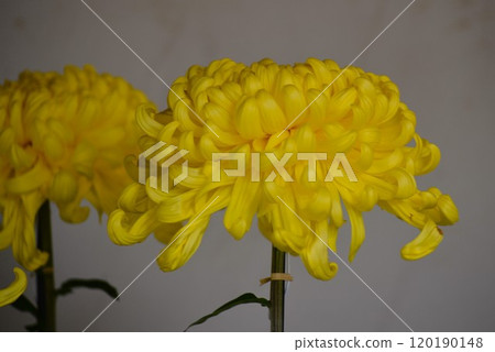 Yellow Chrysanthemum Flower Large Chrysanthemum (Classical Chrysanthemum) Thick Yellow Chrysanthemum Festival Yellow Chrysanthemum Flower Large Chrysanthemum (Classical Chrysanthemum) Thick Yellow Chrysanthemum Festival 120190148