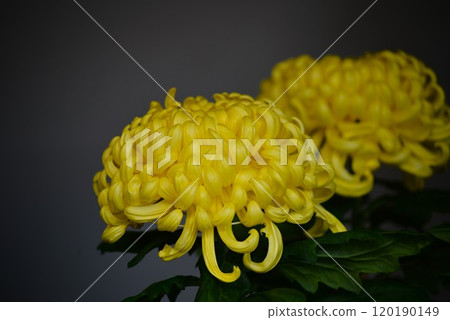 Yellow Chrysanthemum, Large Chrysanthemum (Classical Chrysanthemum), Thick, Yellow, Chrysanthemum Festival Yellow Chrysanthemum, Large Chrysanthemum (Classical Chrysanthemum), Thick, Yellow, Chrysanthemum Festival 120190149
