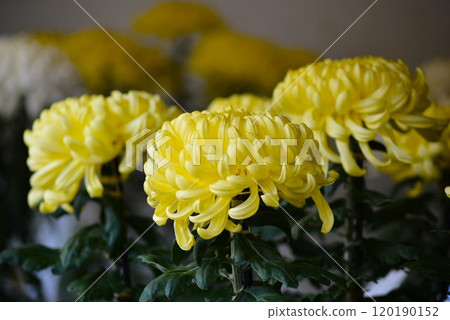 Large Chrysanthemum (Classical Chrysanthemum) Thick Yellow Chrysanthemum Festival Large Chrysanthemum (Classical Chrysanthemum) Thick Yellow Chrysanthemum Festival 120190152