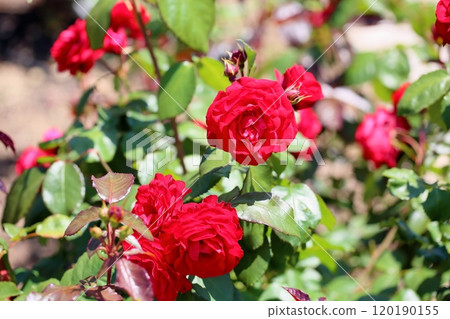 Rose flower europia Rose flower europia 120190155