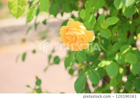 玫瑰花朵格雷厄姆·托馬斯 玫瑰花朵格雷厄姆·托馬斯 120190161